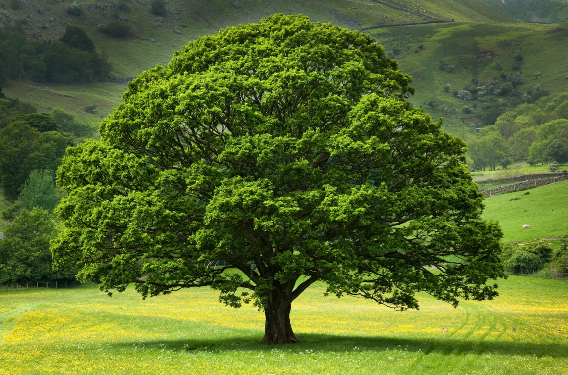 A mature oak tree in a green landscape